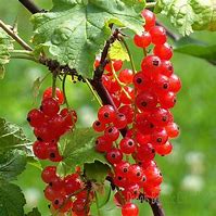Image result for Ribes rubrum Rosa Sport