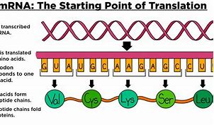 Image result for Introns Exons Amino Acids Formation