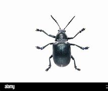 Image result for Insect Top View