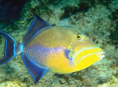 Image result for Crosshatch Triggerfish