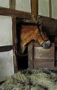 Image result for Bad Horse Injuries