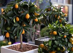 Image result for dwarf citrus trees service