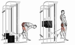 Image result for Cable Pull through Muscles Worked