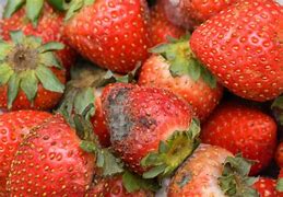 Image result for Rotten Strawberry