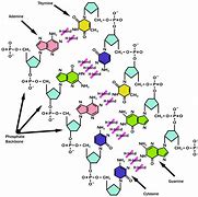 Image result for cytozyna