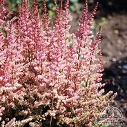 Image result for Astilbe chinensis Veronica Klose