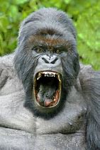 Image result for Silverback Face