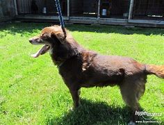 Image result for adopci�j