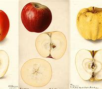 Image result for 100 Year Old Apple