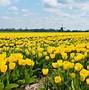 Image result for Kop Van Noord-Holland Tulips