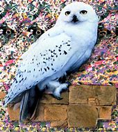 Image result for hedwig