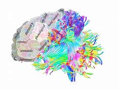 Image result for Human Brain Clip Art Red
