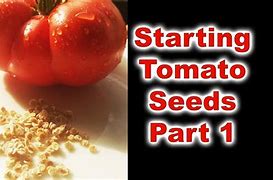 Image result for Mega Bite Tomato Seed