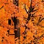Image result for Fall Wallpaper iPhone 8
