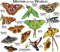 Image result for Different Moth Types