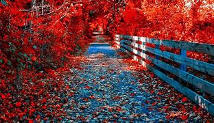 Image result for Free Fun Fall Wallpaper