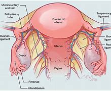 Image result for Large Ovarian Cyst Ultrasound