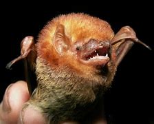 Image result for Western Red Bat