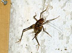 Image result for Large Cricket