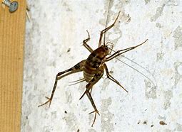 Image result for Cricket Bugs Insects