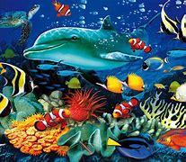 Image result for Sea Animal 123 Bath