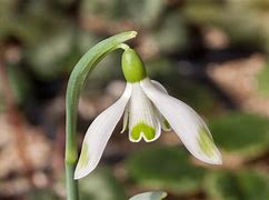 Image result for Galanthus nivalis Chtonic