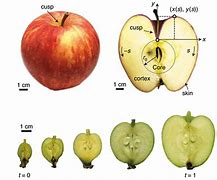 Image result for Apple Skin Cell