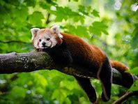 Image result for Giant panda Le Le