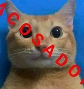 Image result for Gato Naranja Meme