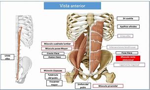 Image result for Musculo Recto Abdominal