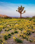 Image result for Mojave Desert in Bloom