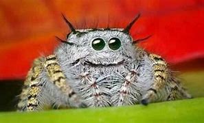 Image result for Scary Spider Face