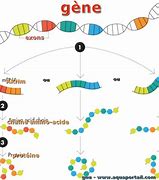 Image result for Rays Genome Exon