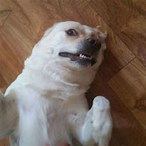 Image result for Dog Selfie Meme