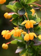 Berberis buxifolia Nana 的图像结果