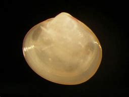 Image result for Arctica Islandica Ocean Quahog