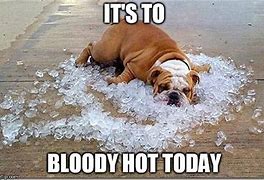 Image result for Animal Meme Funny Hot Weather