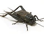 Image result for Crickets Chirping