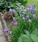 Image result for Iris Grosse Zitrone (Germanica-Group)