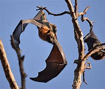 Image result for Flying Foxes Bat