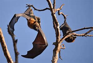 Image result for Cool Bat Colors