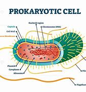 Image result for Prokaryotic Cell DNA