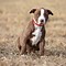 Image result for Pit Bull Brown and White
