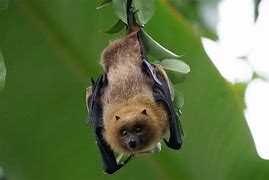 Image result for Spotted Bat Hanging Upside Down