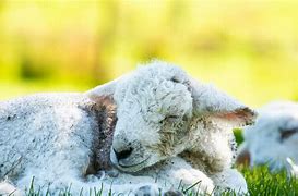 Image result for Sleeping Lamb