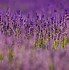 Image result for Lavender Wallpaper iPad