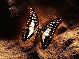 Image result for Brown Butterfly Wallpaper