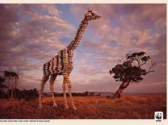 Image result for WWF Print Ads