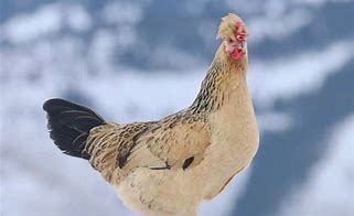 Image result for Icelandic Rooster