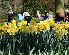 Bildergebnis für Narcissus Ascot